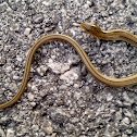 Western Slender Glass Lizard