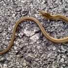 Western Slender Glass Lizard