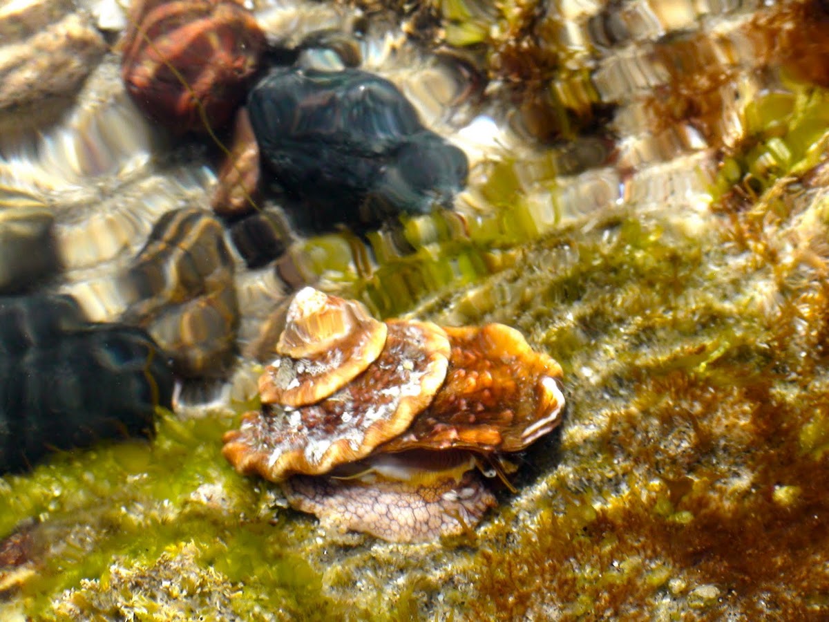 Wavy Turban Snail