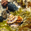 Wavy Turban Snail