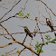 Gray-breasted sabrewing