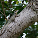 Australian Water Dragon