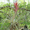 Bromeliad
