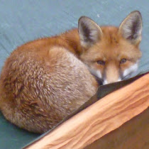 Urban Foxes of London vs Country Foxes