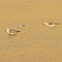 Sanderling