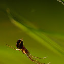 long jawed orb web spider