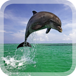 Dolphins Live Wallpaper.apk 1.3