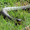 Western Tiger Snake
