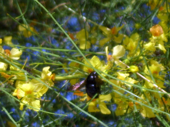 Spotting Image 1