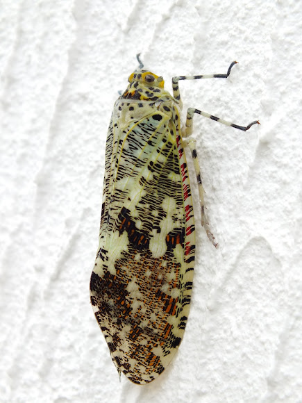 Spotting Image 1