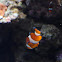 Pesce pagliaccio