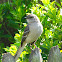 Northern Mockingbird