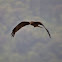 Black Kite