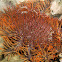 Crown of Thorns Seastar