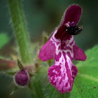 Hedge Woundwort