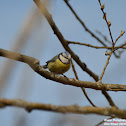 Blue Tit