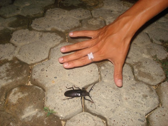 Spotting Image 1