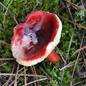 Cogumelo