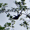 Mantled Howler Monkey