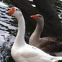 Chinese goose
