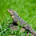 Black Spiny-tailed Iguana