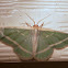 Gum Leaf Moth