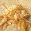 alga