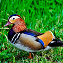 Mandarin duck