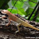 Oriental garden lizard