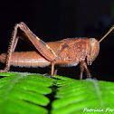 Egyptian Locust