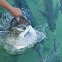 tarpon