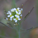 Unknown Wildflower
