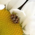 Carpet beetle