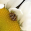 Carpet beetle