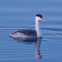 Clark's Grebe