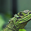 Philippine Sailfin Lizard