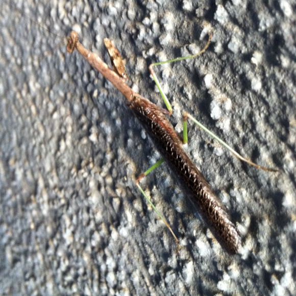 Spotting Image 1
