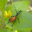 Tip Wilter Bug nymph