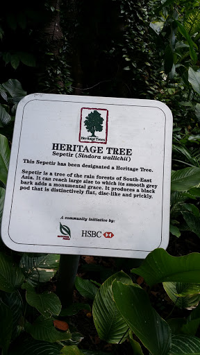 Heritage Tree Sepetir