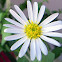 Corn Camomile