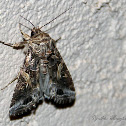 Yellow-striped Armyworm Moth