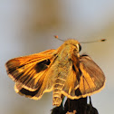 Sachem Skipper