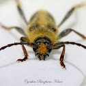 Longhorn Beetle