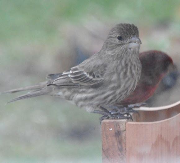 Spotting Image 1