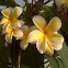 Plumeria