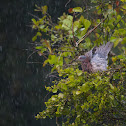 Pale-vented Pigeon
