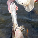 Mississippi (American) Paddlefish