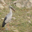 Asian Openbill Stork