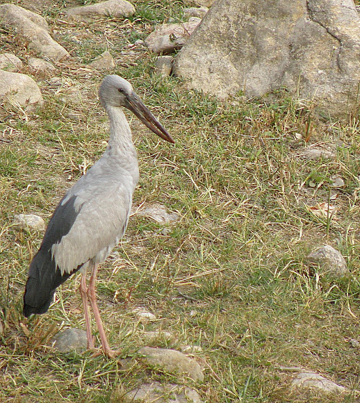 Spotting Image 1