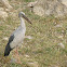 Asian Openbill Stork